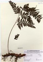 藏品(小膜蓋蕨)的圖片